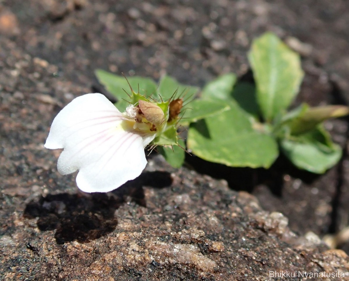 Blepharis maderaspatensis (L.) B.Heyne ex Roth